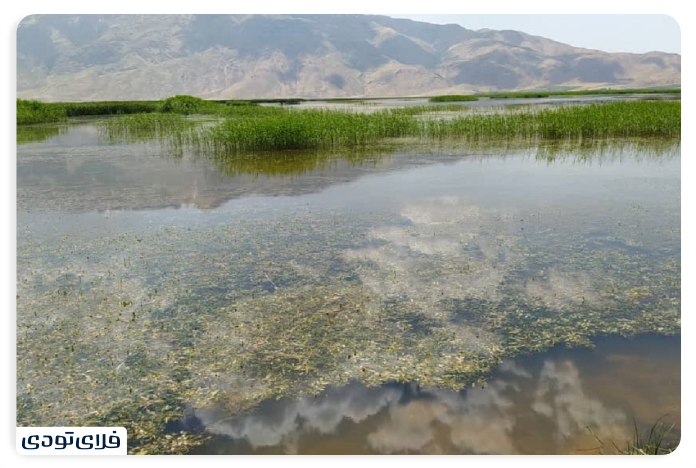 Wetland Wetland History of Wetland Wetland