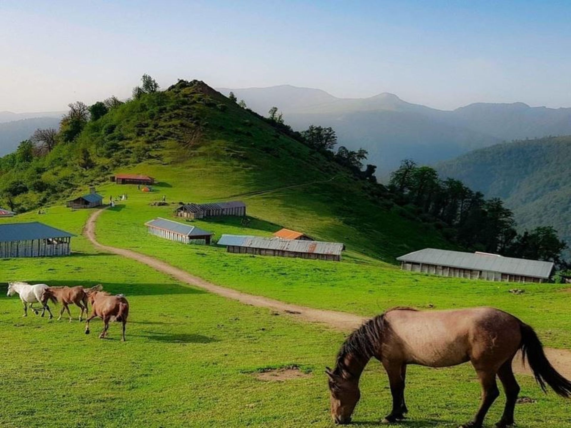 The brown horse in the lush nature 
