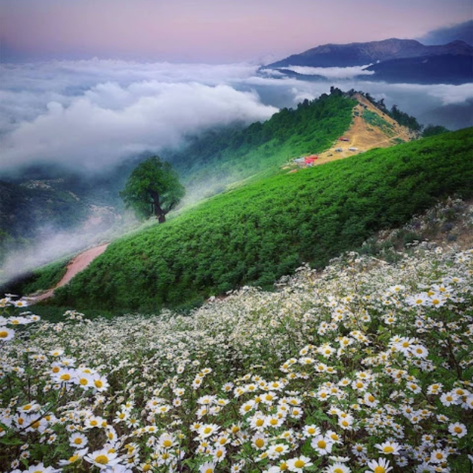 Plain full of Olsbalasan flower in the spring