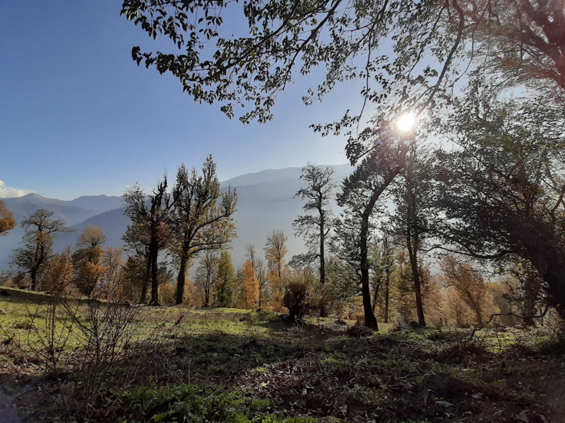 Trees with yellow leaf oleasbalas in autumn