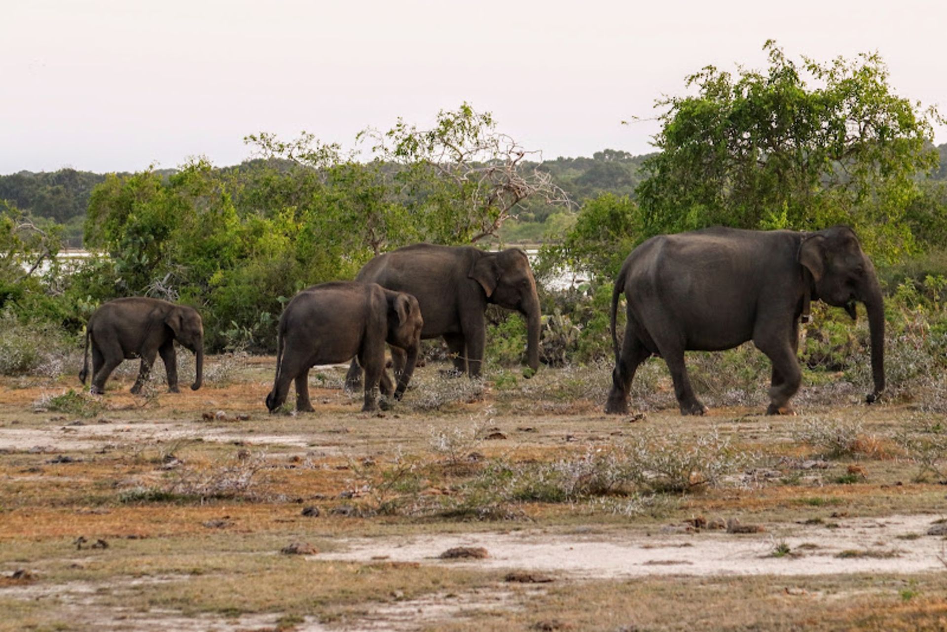 A group of Sri Lankan elephants in Yala National Park 