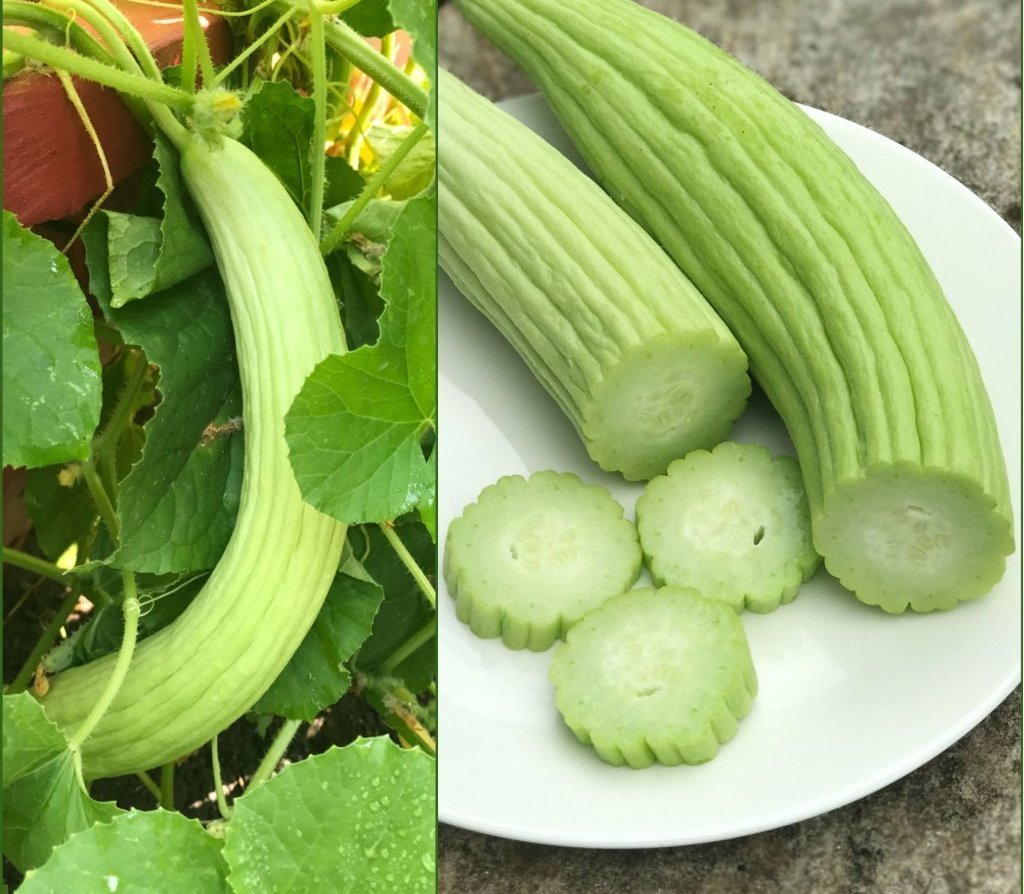 The properties of the cucumber for the skin