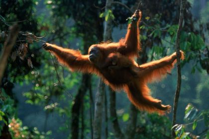 Sumatra orangutans jumping on trees