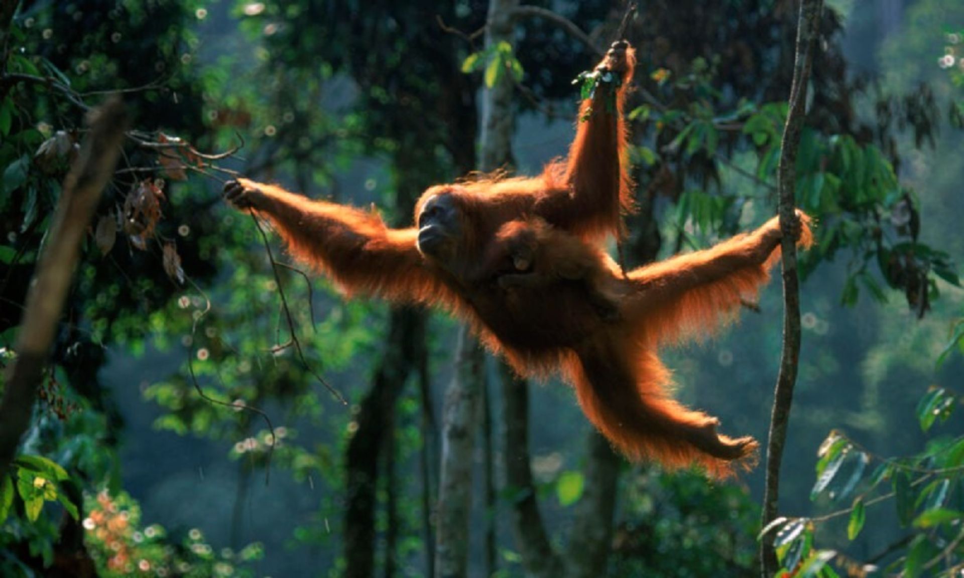 Sumatra orangutans jumping on trees