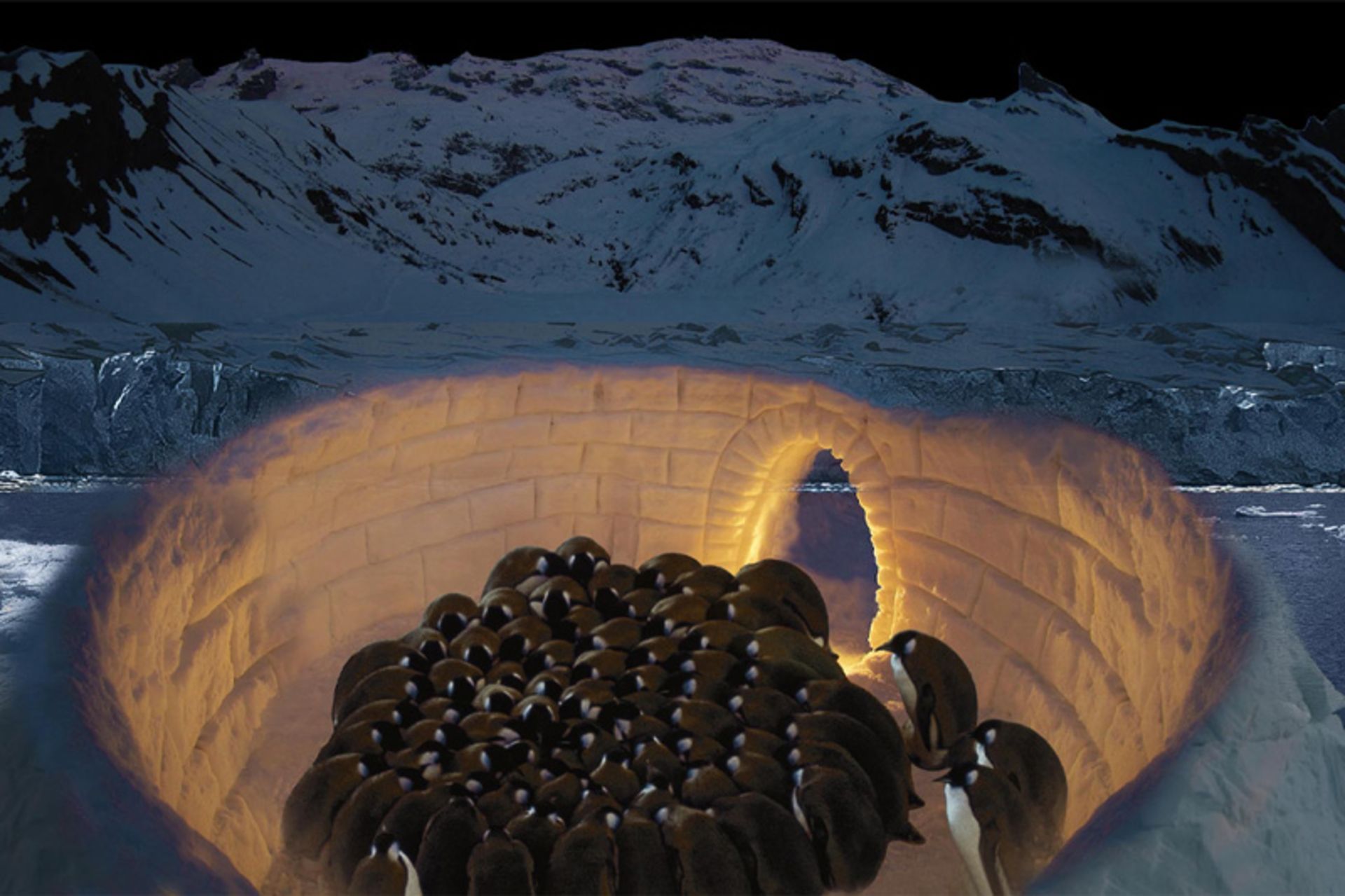 Social warming of penguins in Iglu