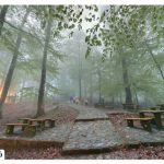 Abrood Salt Forest Park