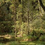 Green Trees of Westland's temperate forests