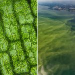 Use algae to excrete carbon