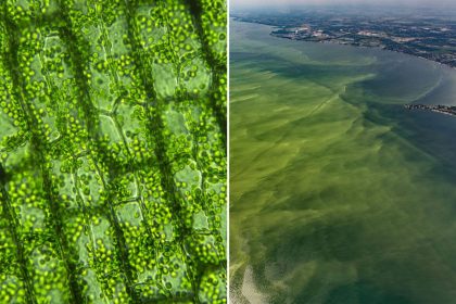 Use algae to excrete carbon