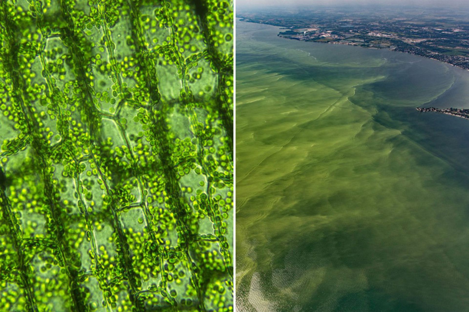 Use algae to excrete carbon