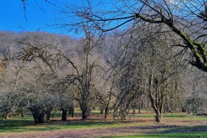 Blossoming trees in the Beliran forest