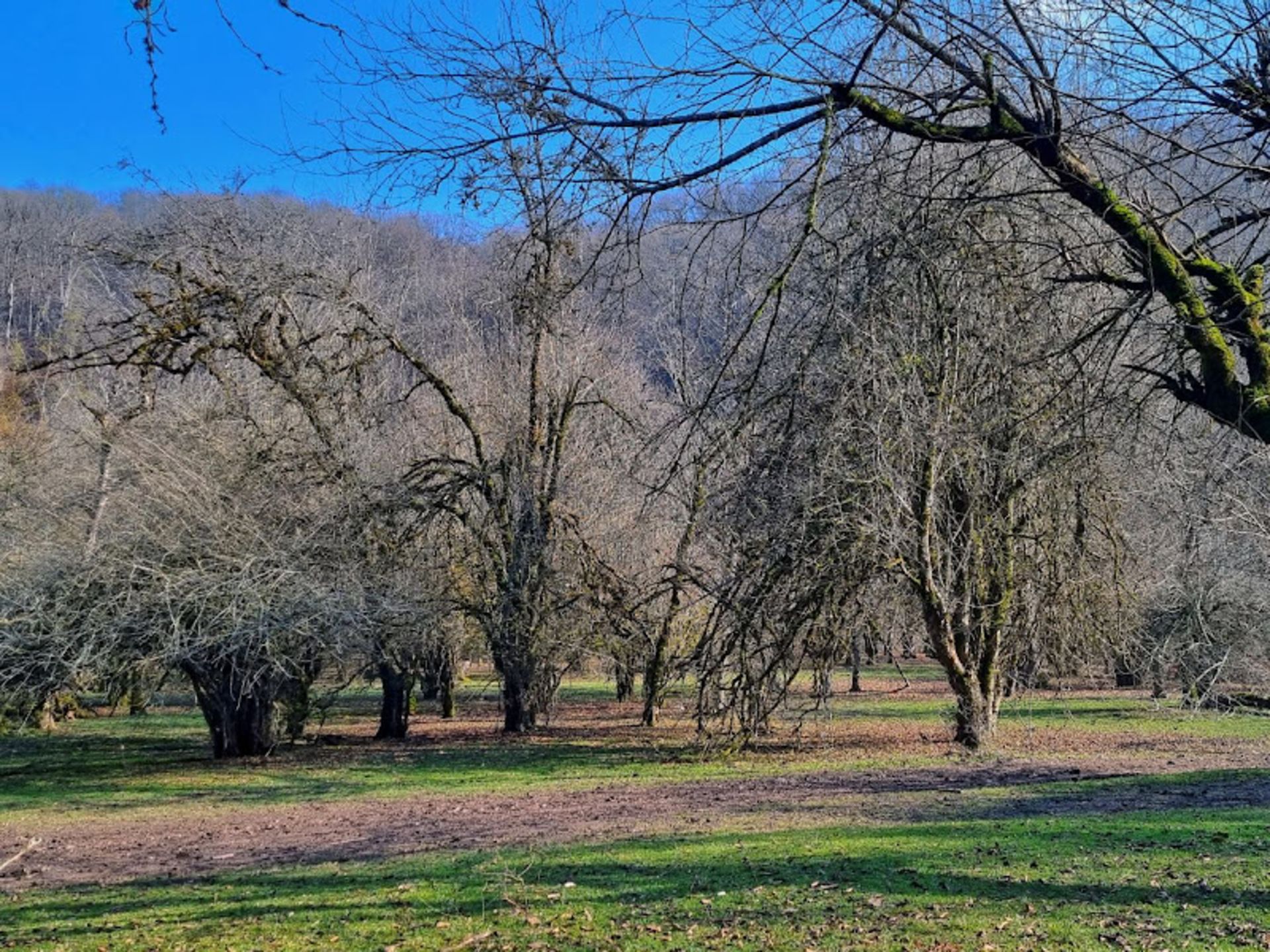 Blossoming trees in the Beliran forest