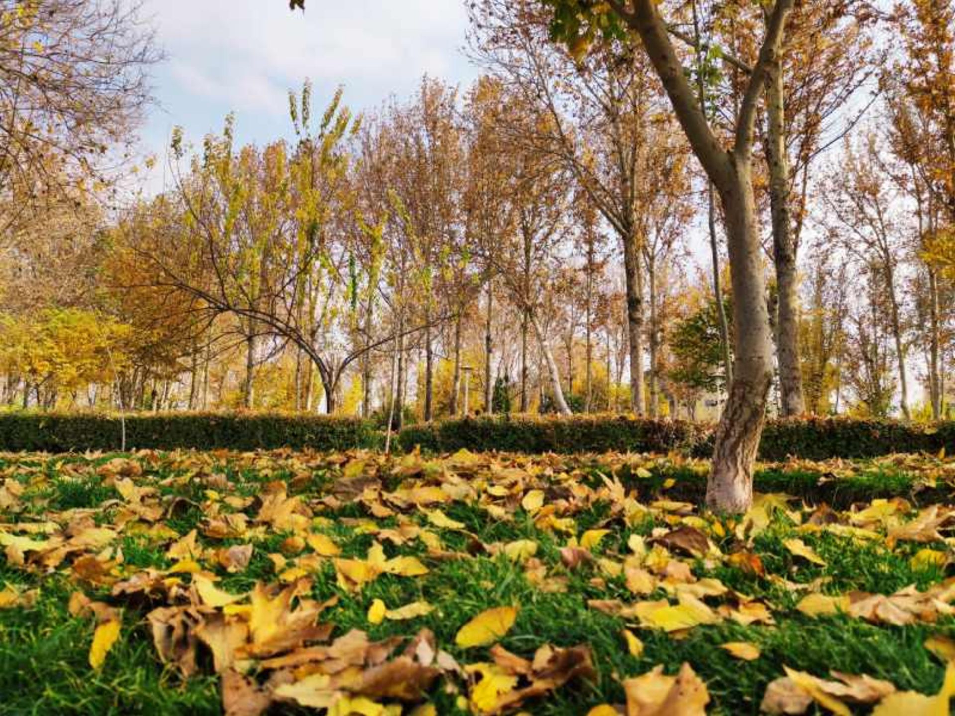 Autumn Nature of Isfahan Najwan Forest Park
