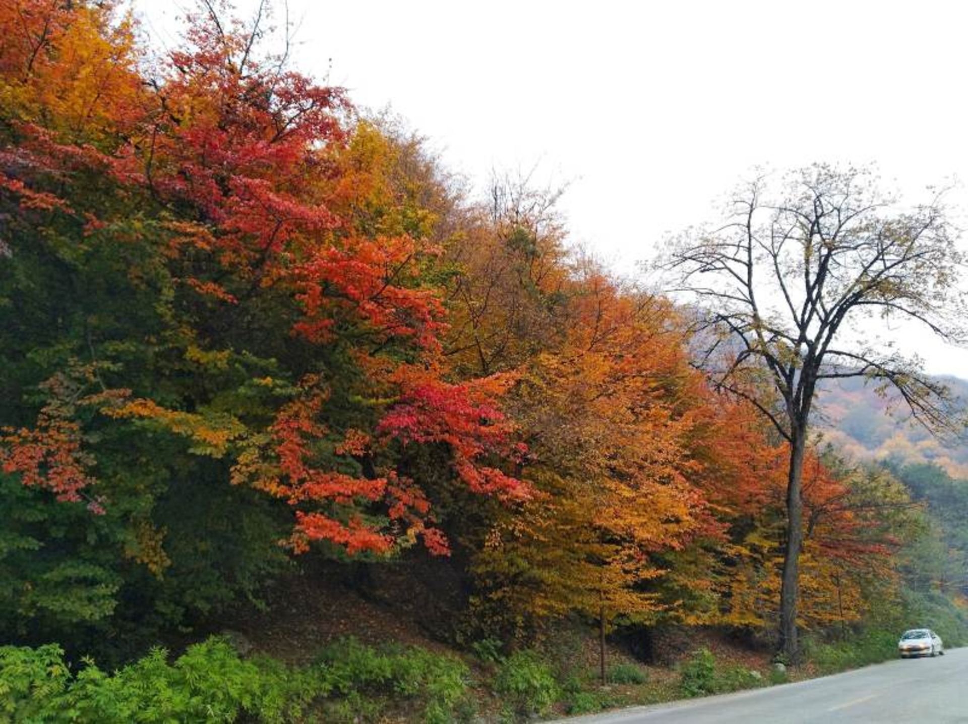 Autumn Nature of Gorgan Lunch Forest Park