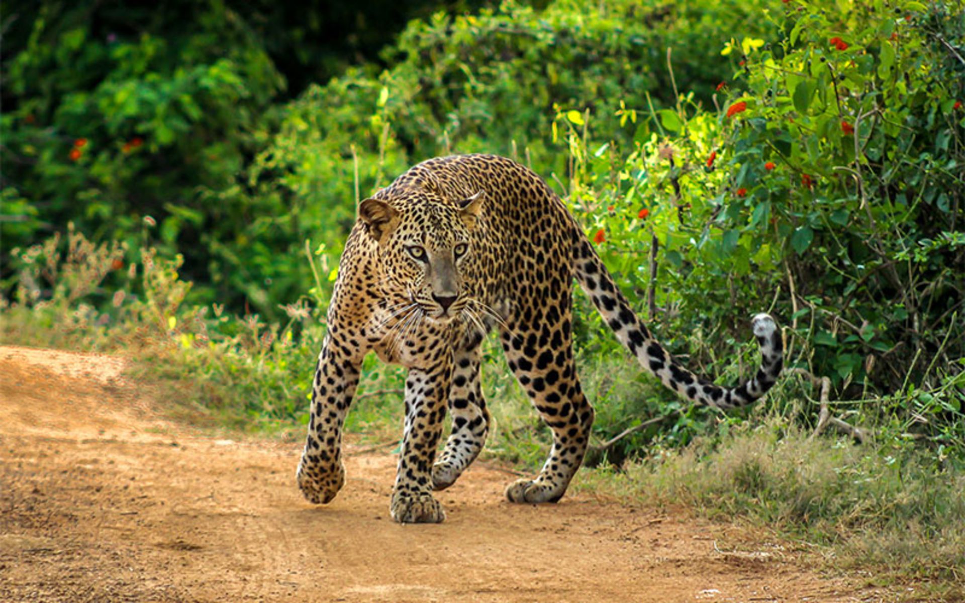 Leopard in the Sri Lankan forests