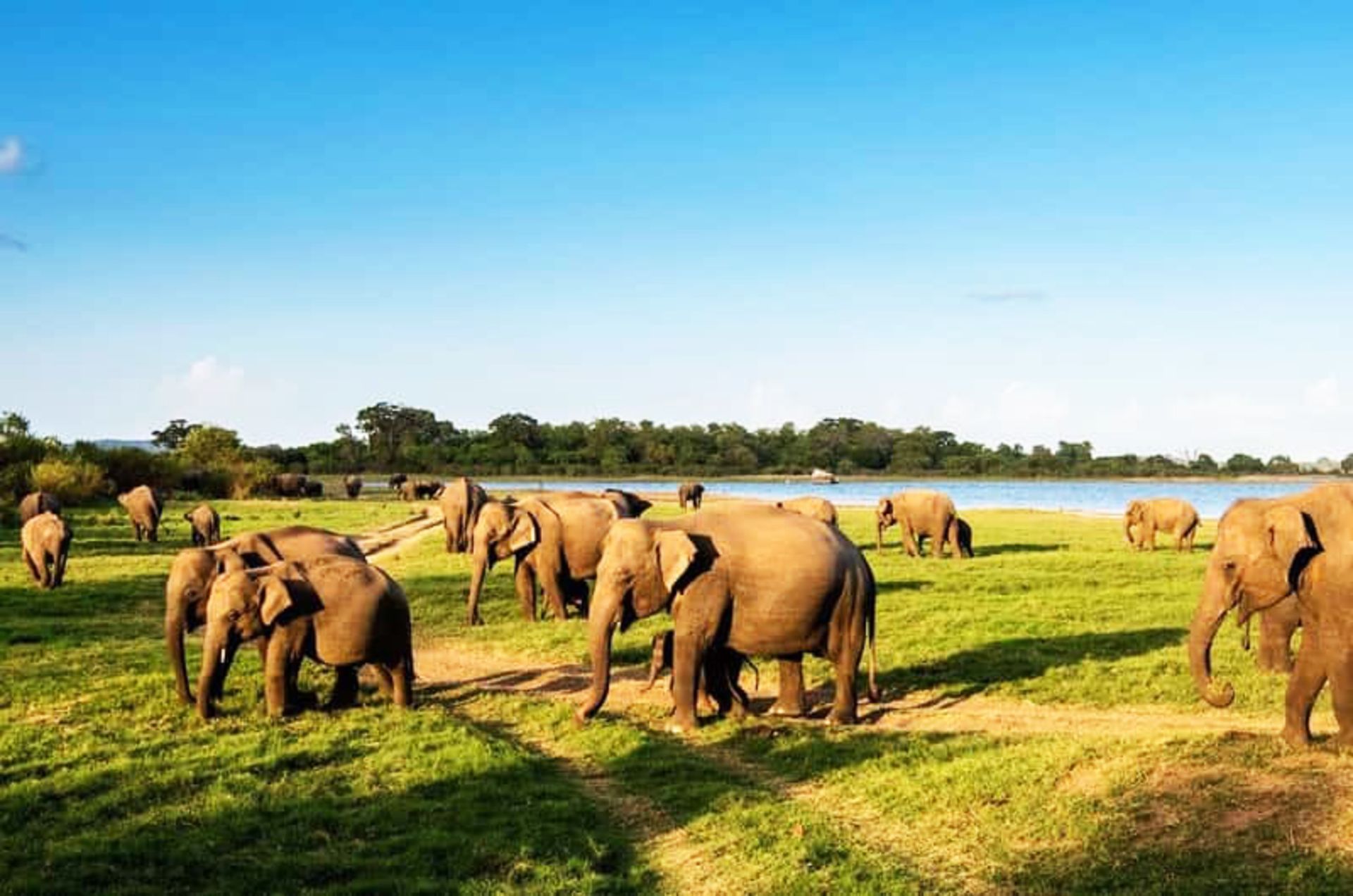 Elephant flock in Sri Lankan National Park