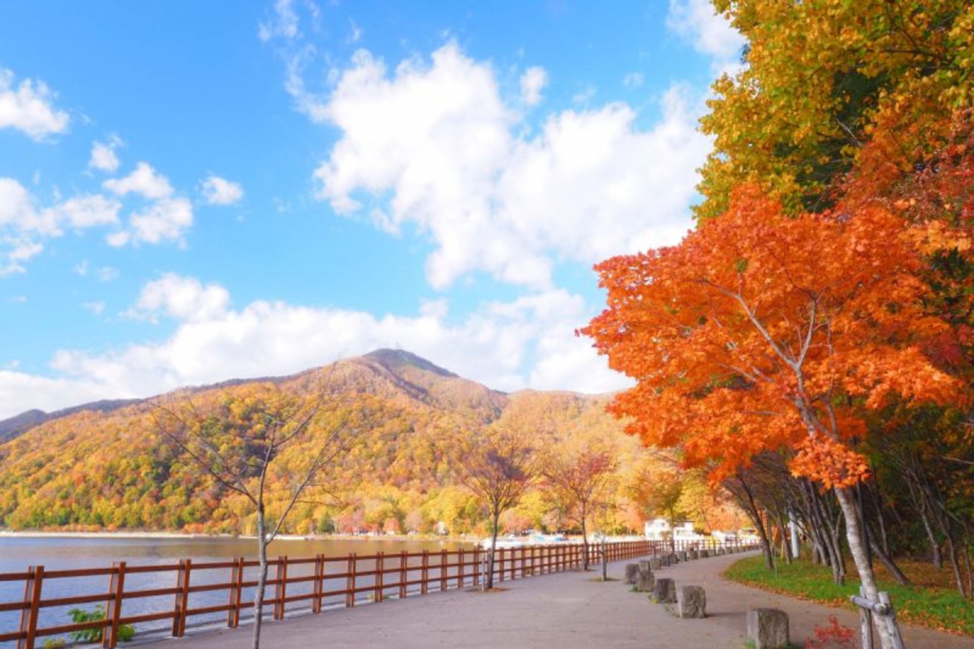 Autumn trees by Lake Shikotsu Japan