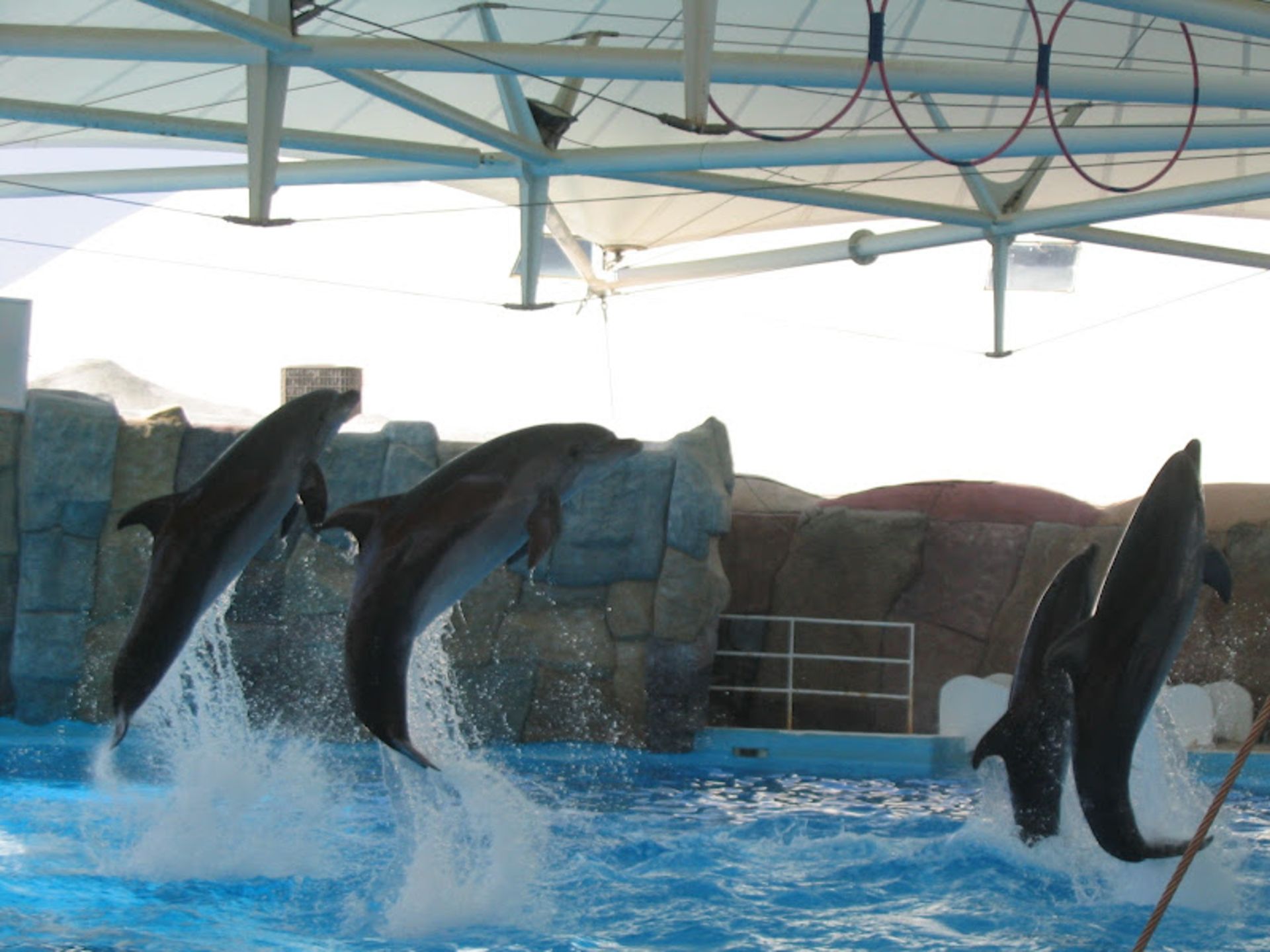 Dolphin's display at Kish Dolphinarium