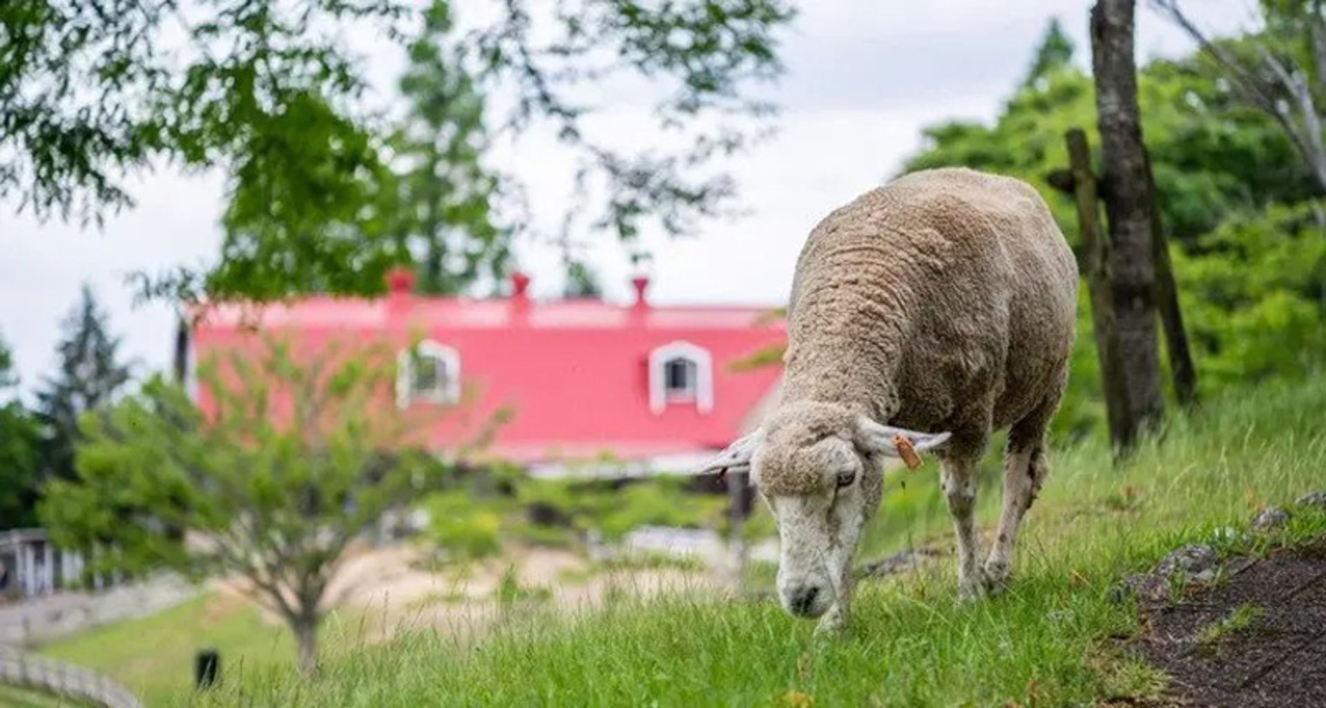 Sheep in the lush area of Ruko Mountain in Kobe, Japan