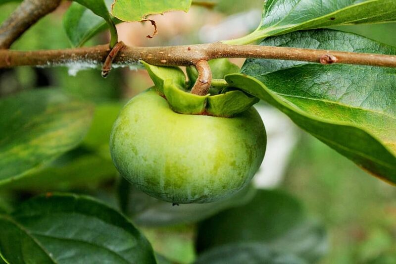 Do dates cause constipation?