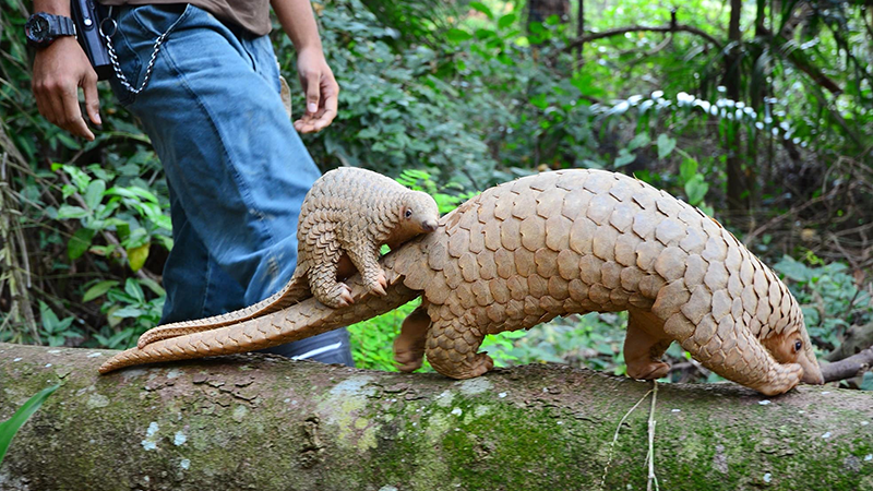 One of the strangest animals in the world called Pangolin - scaly skin - scaly anteater or pangolin