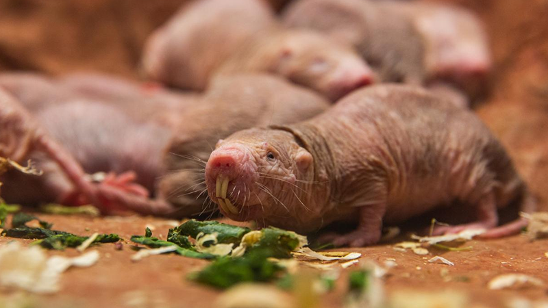 One of the strange animals in the world called Naked Mole Rat