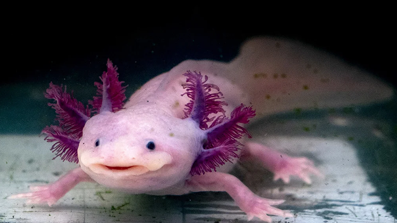 One of the strangest animals in the world called Axolotl - Mexican salamander or axolotl fish