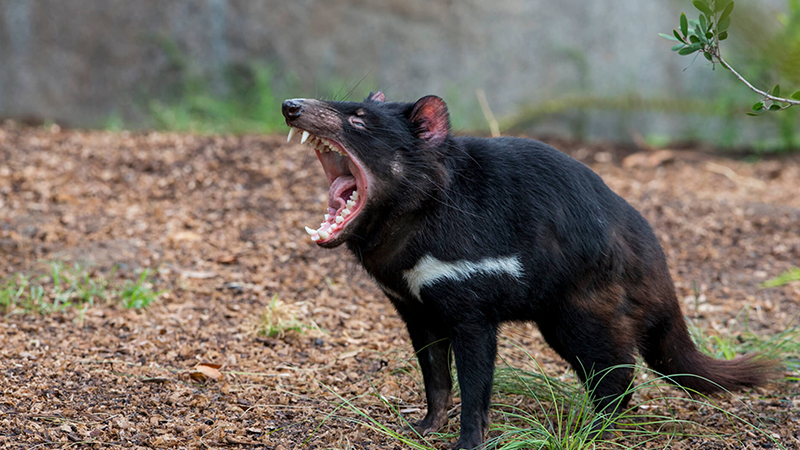 One of the strangest animals in the world called Tasmanian Devil