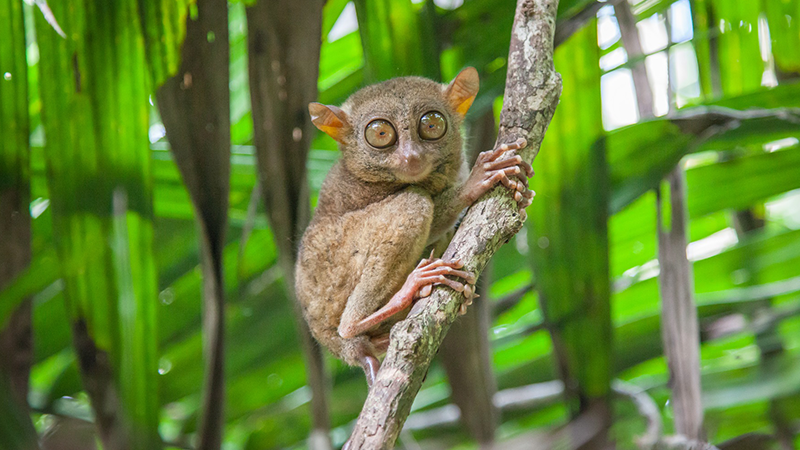 One of the strangest animals in the world called Tarsier - Indian nocturnal monkey