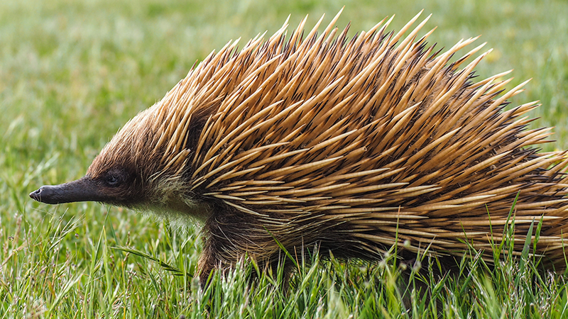 One of the strangest animals in the world called Echidna - eating ant