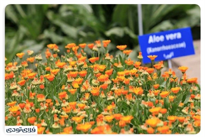 Mashhad garden Iran's largest educational and recreational garden