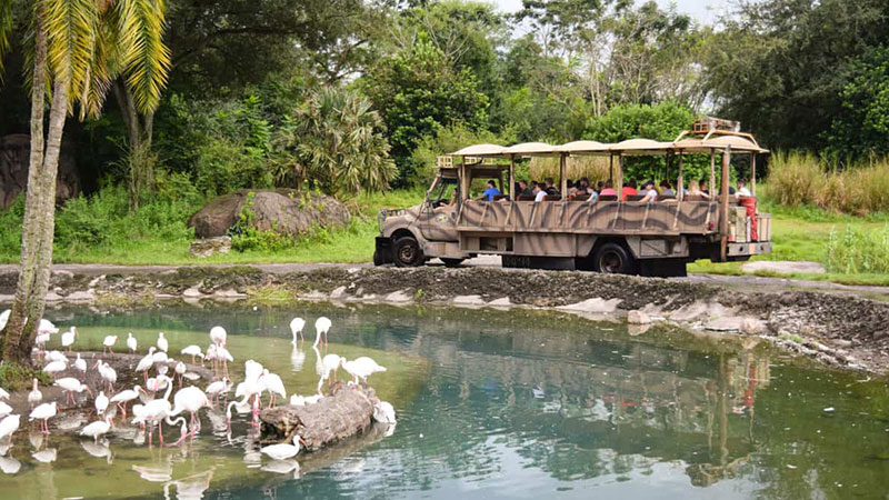 History of Safari How it all began