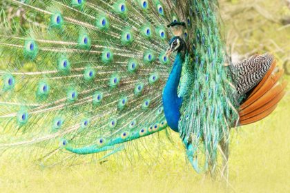 Peacock in Sri Lankan National Park