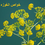 The properties of anguza for women