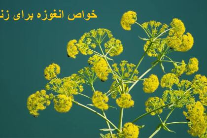 The properties of anguza for women