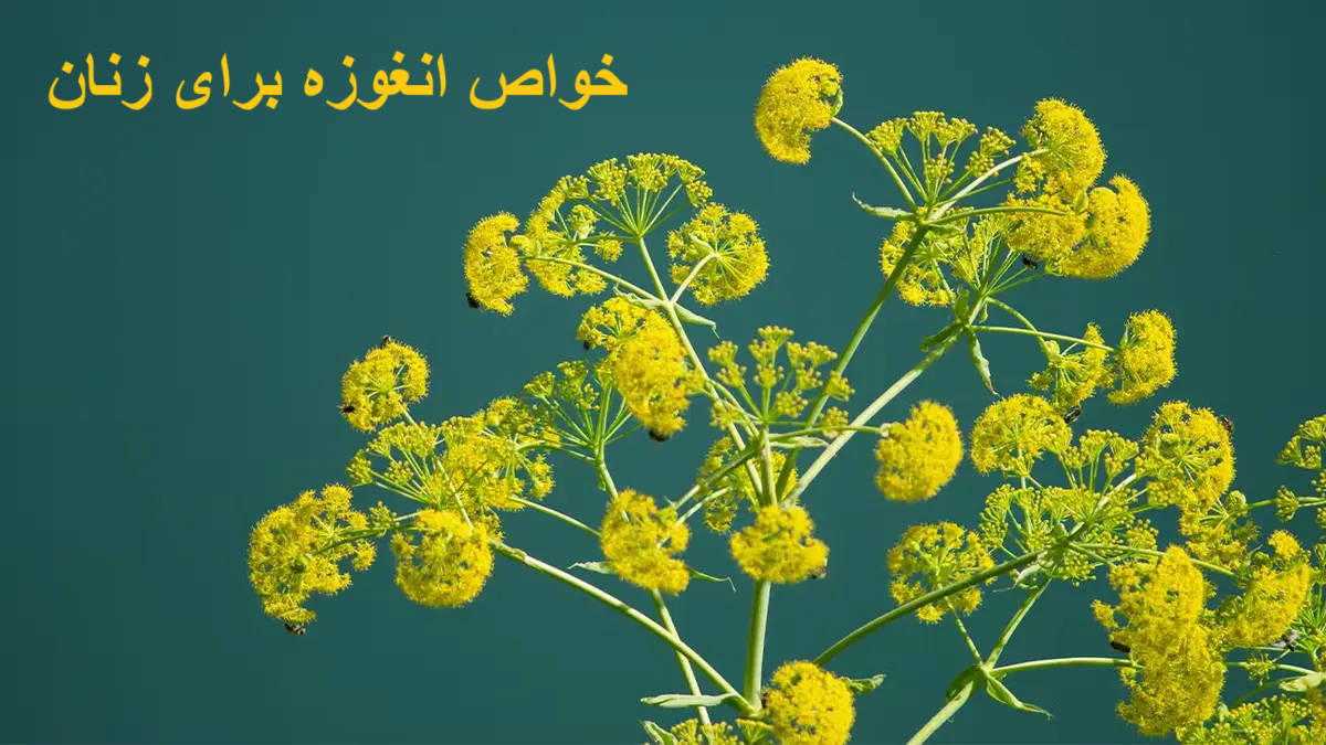 The properties of anguza for women