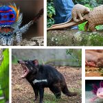 The strangest animals in the world