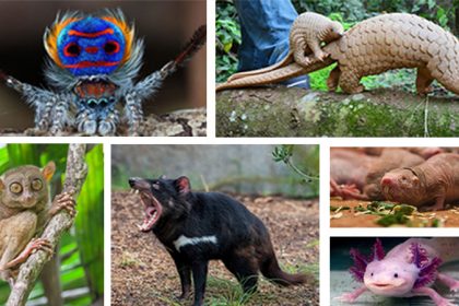 The strangest animals in the world