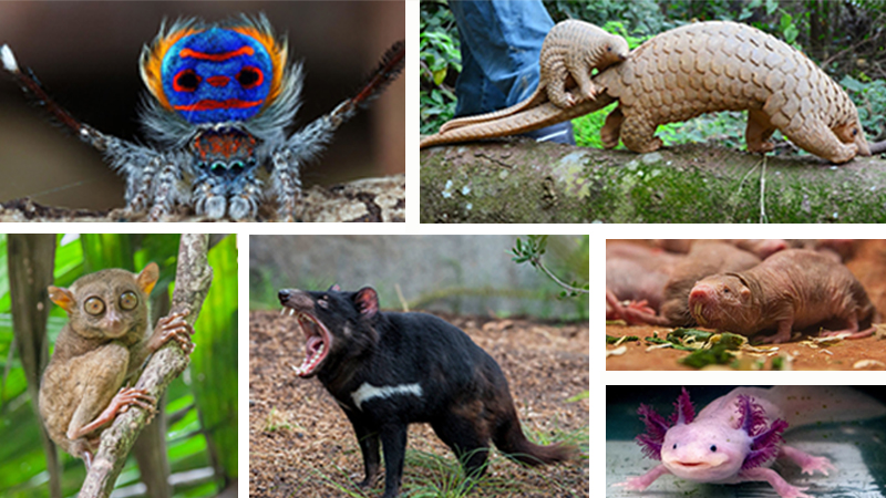 The strangest animals in the world