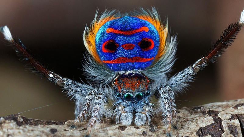 One of the strangest animals in the world called Maratus volans - colorful peacock spider