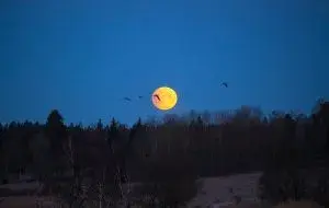 on the occasion of a world extraterrestrial day; Why do we love the moon so much?