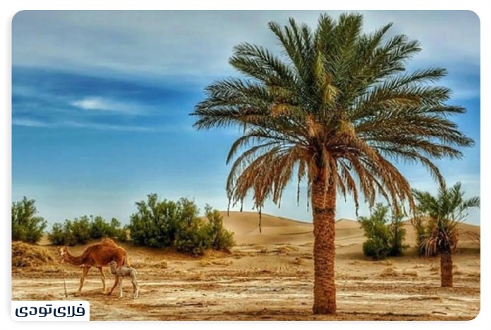 Travel guide to Yazd The first adobe city in the world