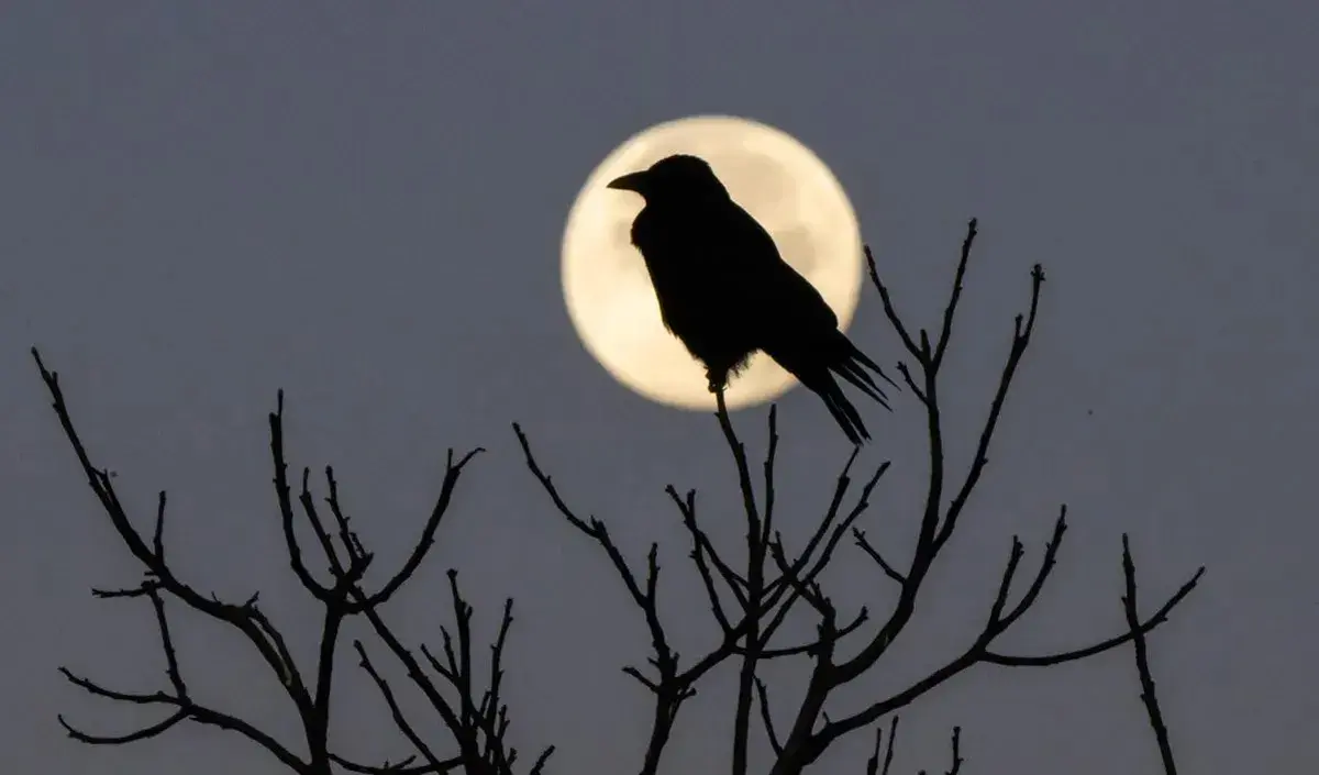 moon and crow