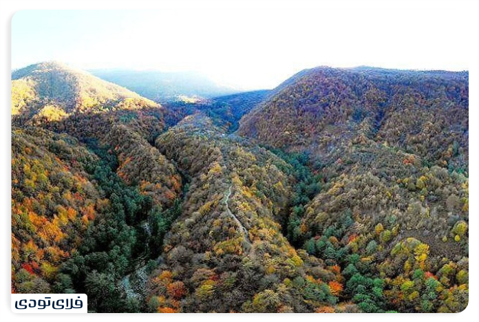 The age of Hyrcanian forests