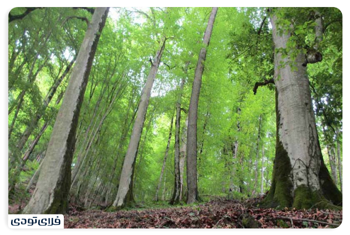 Chaharbagh Chalus forest