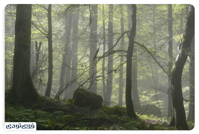 The best time to travel to the Hyrcanian forest