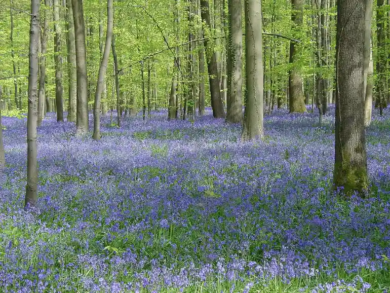 Hallerbos Forest, Halle, Belgium