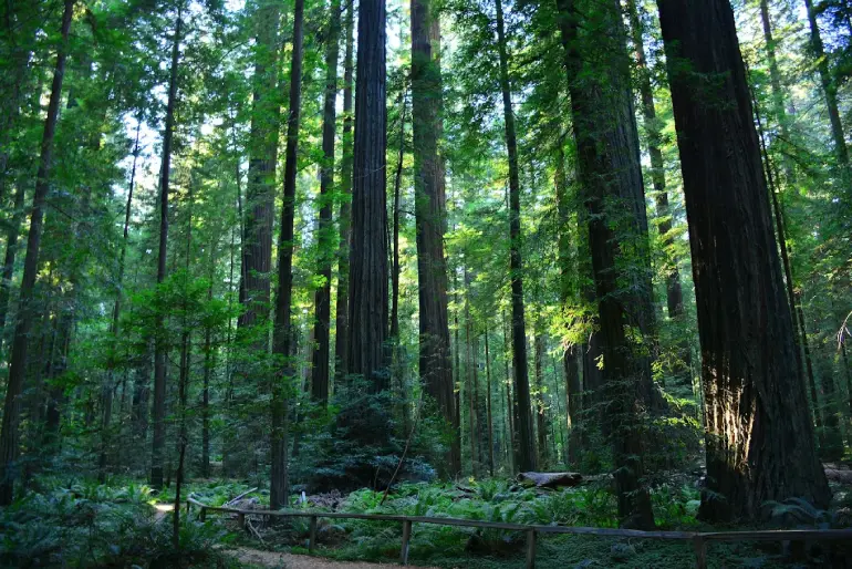Redwoods State Forest Park, California