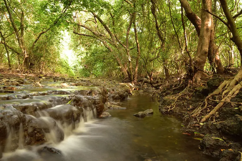 Jungle Gir National Park, India