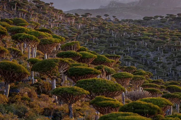 Dragon's Blood Jungle, Socotra, Yemen